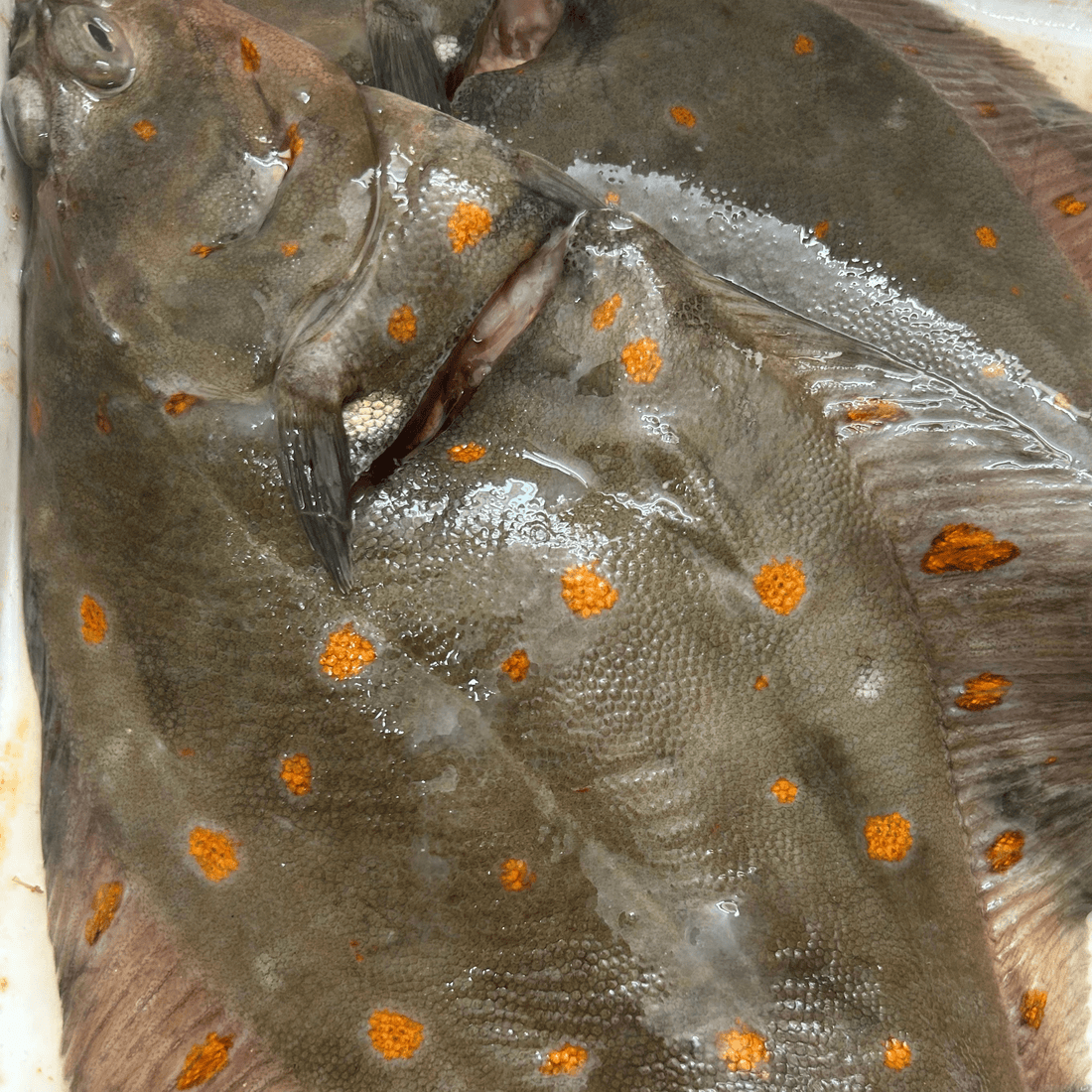 Is Fresh Fish Ever Frozen? Understanding Seafood Labels - Hamiltons Fish