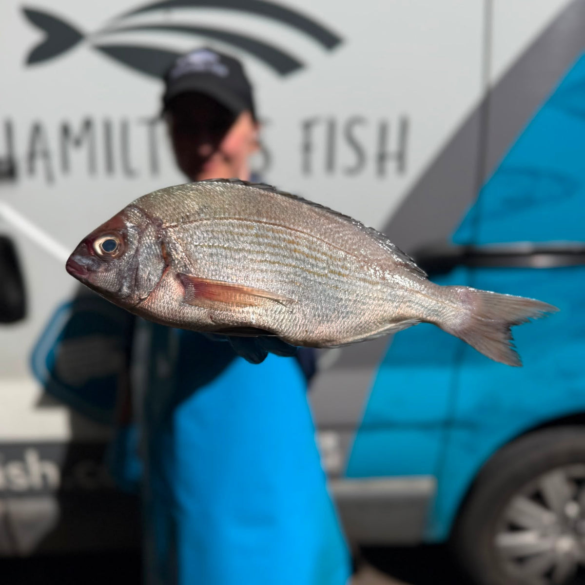 Fresh Wild Black Bream Fillets on a slate background, from Hamiltons Fish