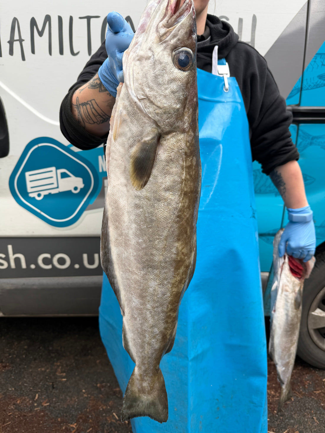 Pollack or Pollock? A British Guide to a Misunderstood Fish - Hamiltons Fish