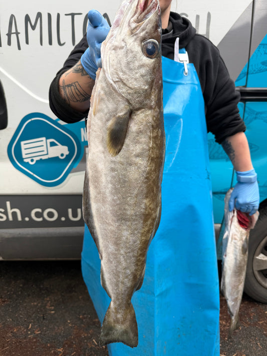 Pollack or Pollock? A British Guide to a Misunderstood Fish - Hamiltons Fish