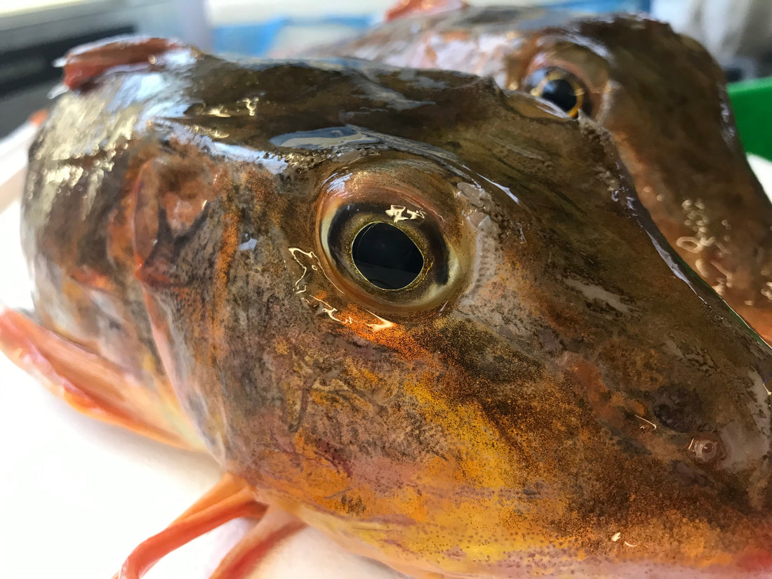 What Is Gurnard? - Hamiltons Fish