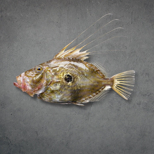 What Is John Dory? A Guide to Britain's Most Underrated Wild Fish - Hamiltons Fish