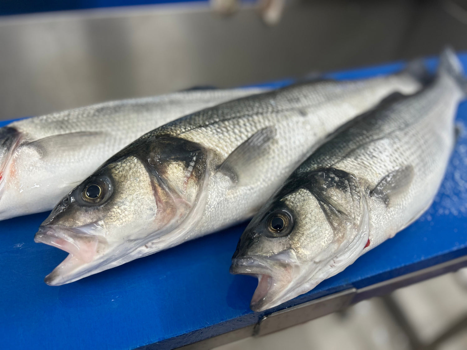 Wild Caught Fish & Seafood - Hamiltons Fish