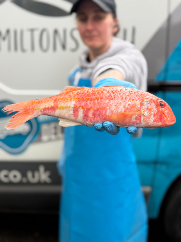 Hamiltons Fish information card image