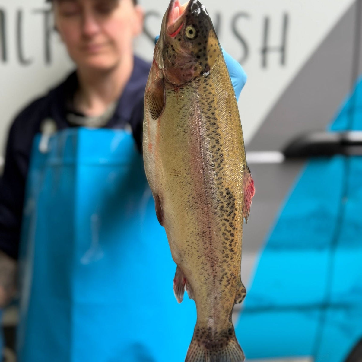 Fresh Farmed Rainbow Trout on a slate background, from Hamiltons Fish