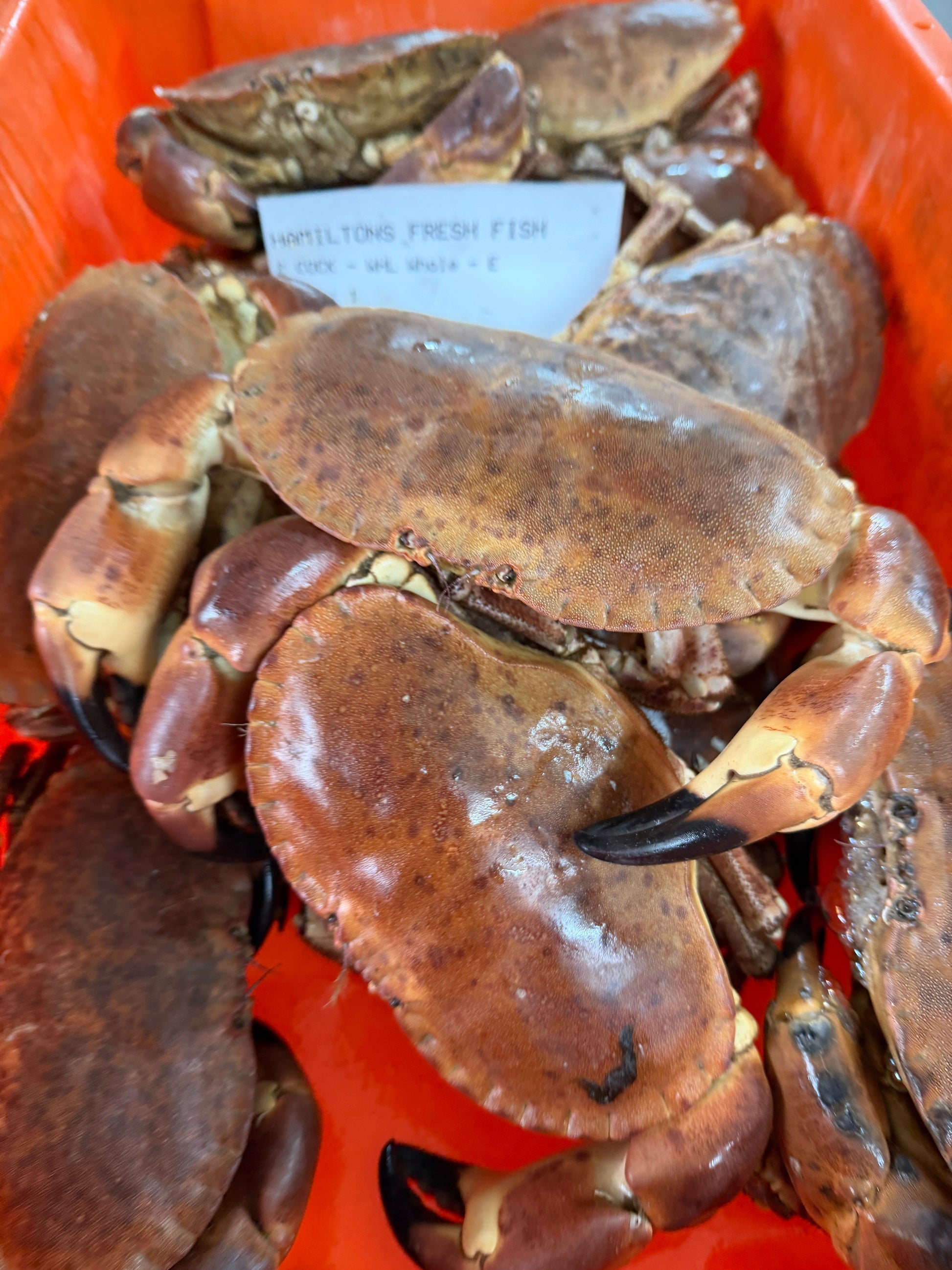 Fresh Handpicked Dressed Crab