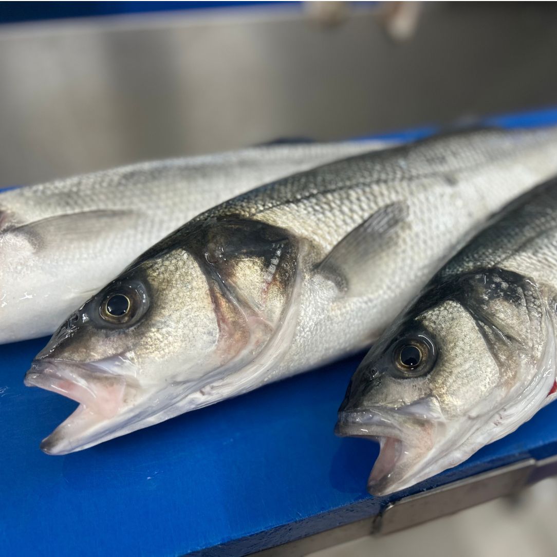 Fresh Wild Bass on a slate background, from Hamiltons Fish