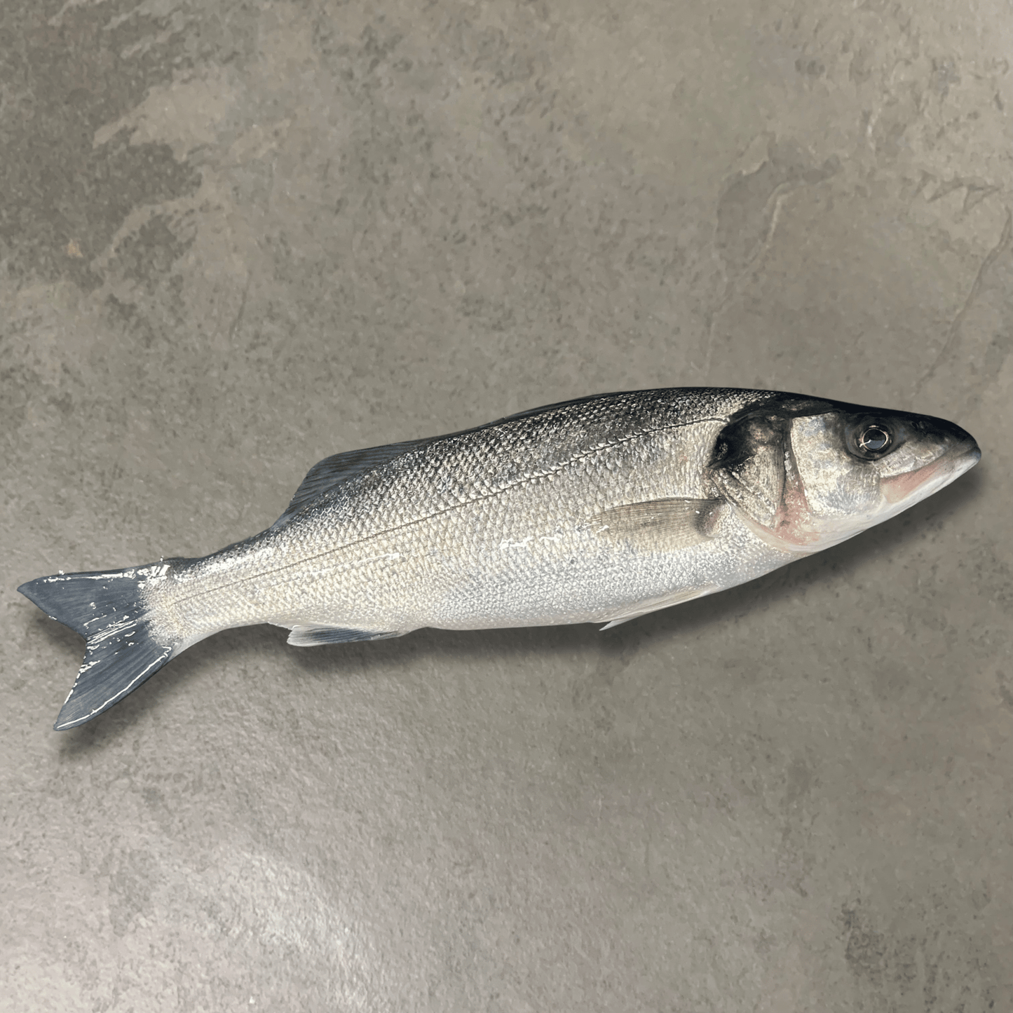 Fresh Wild Bass on a slate background, from Hamiltons Fish