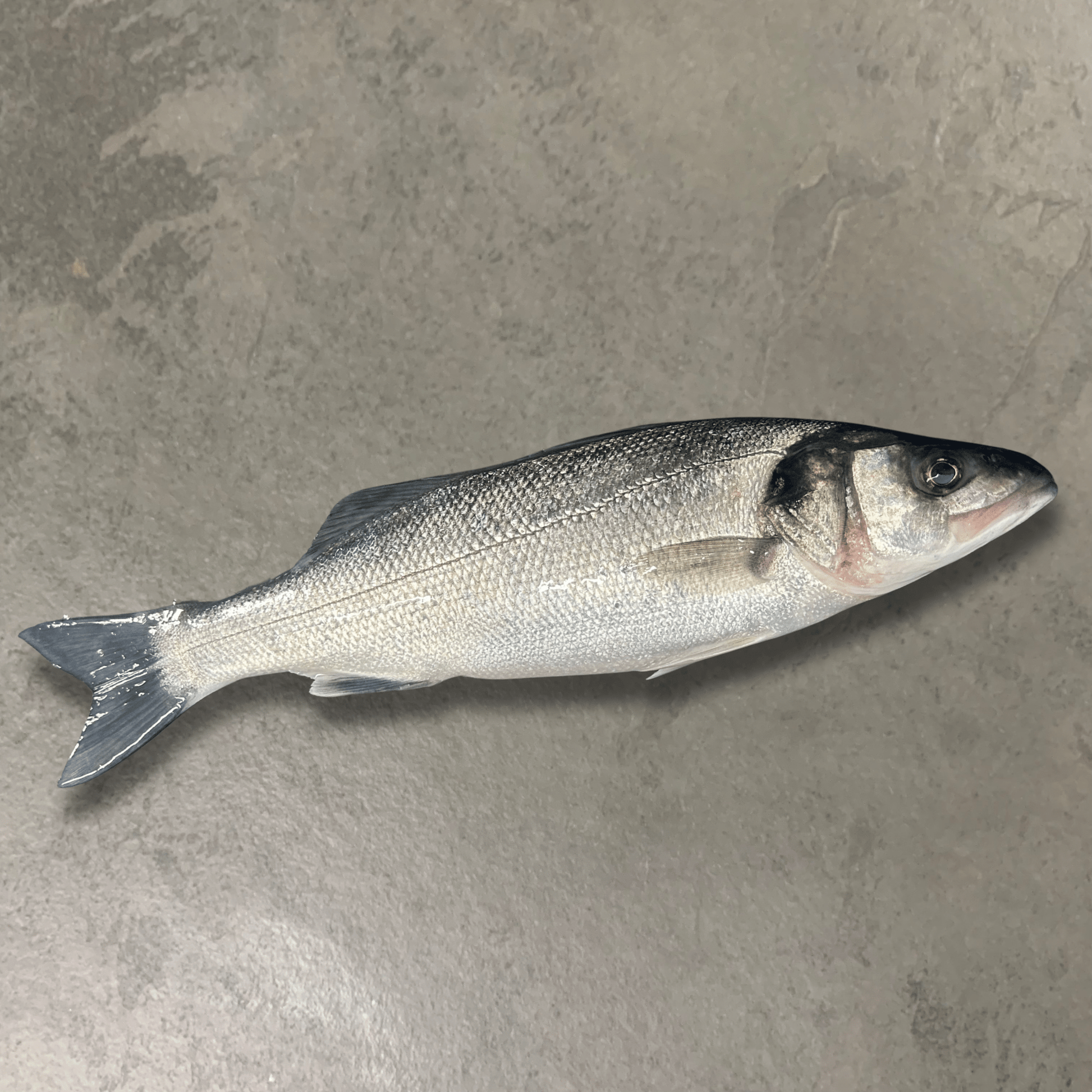 Fresh Wild Bass on a slate background, from Hamiltons Fish