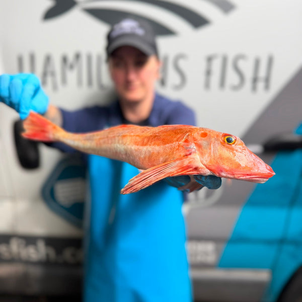Fresh Wild Gurnard Fillets on a slate background, from Hamiltons Fish