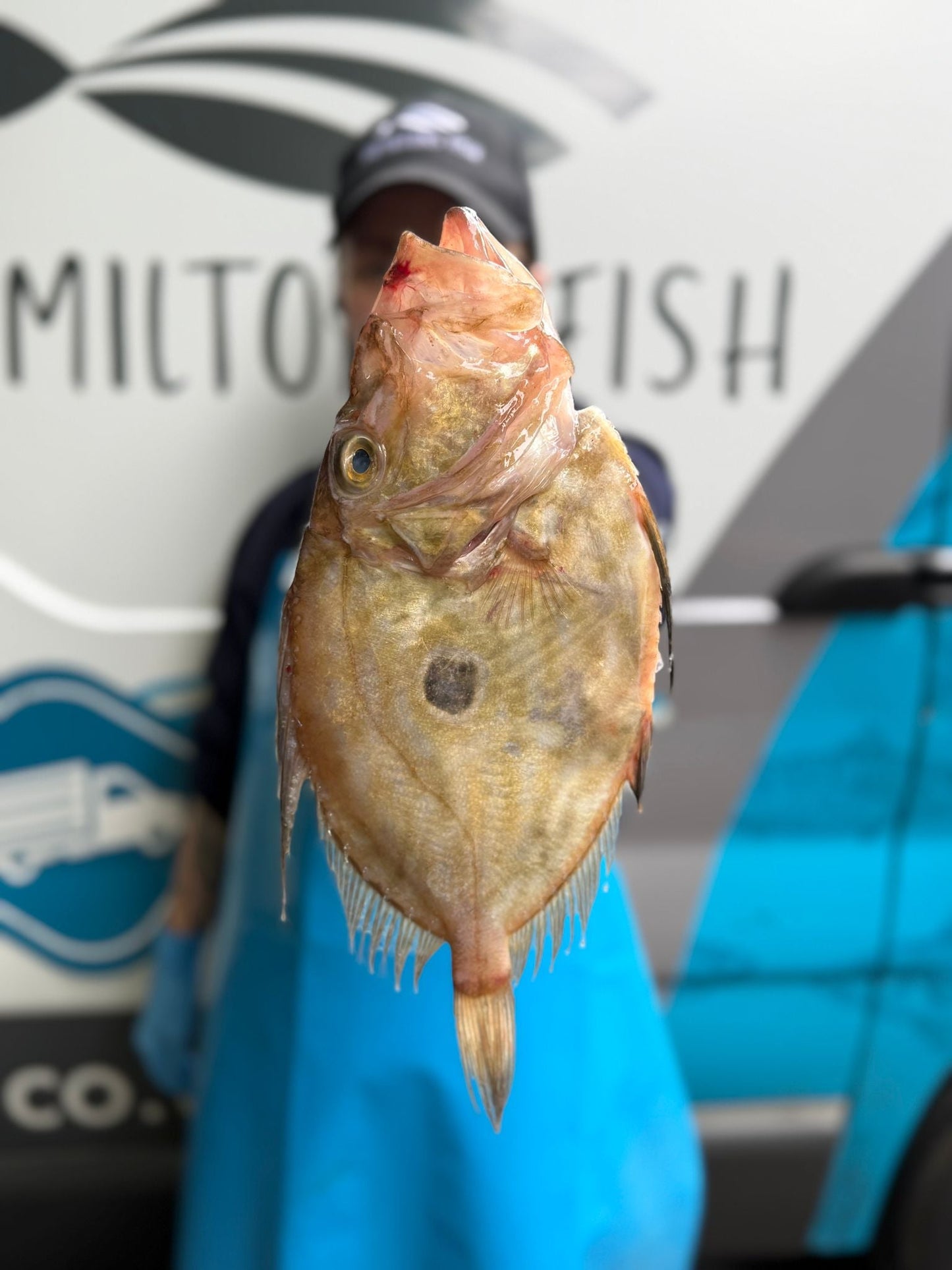 Fresh Wild John Dory on a slate background, from Hamiltons Fish