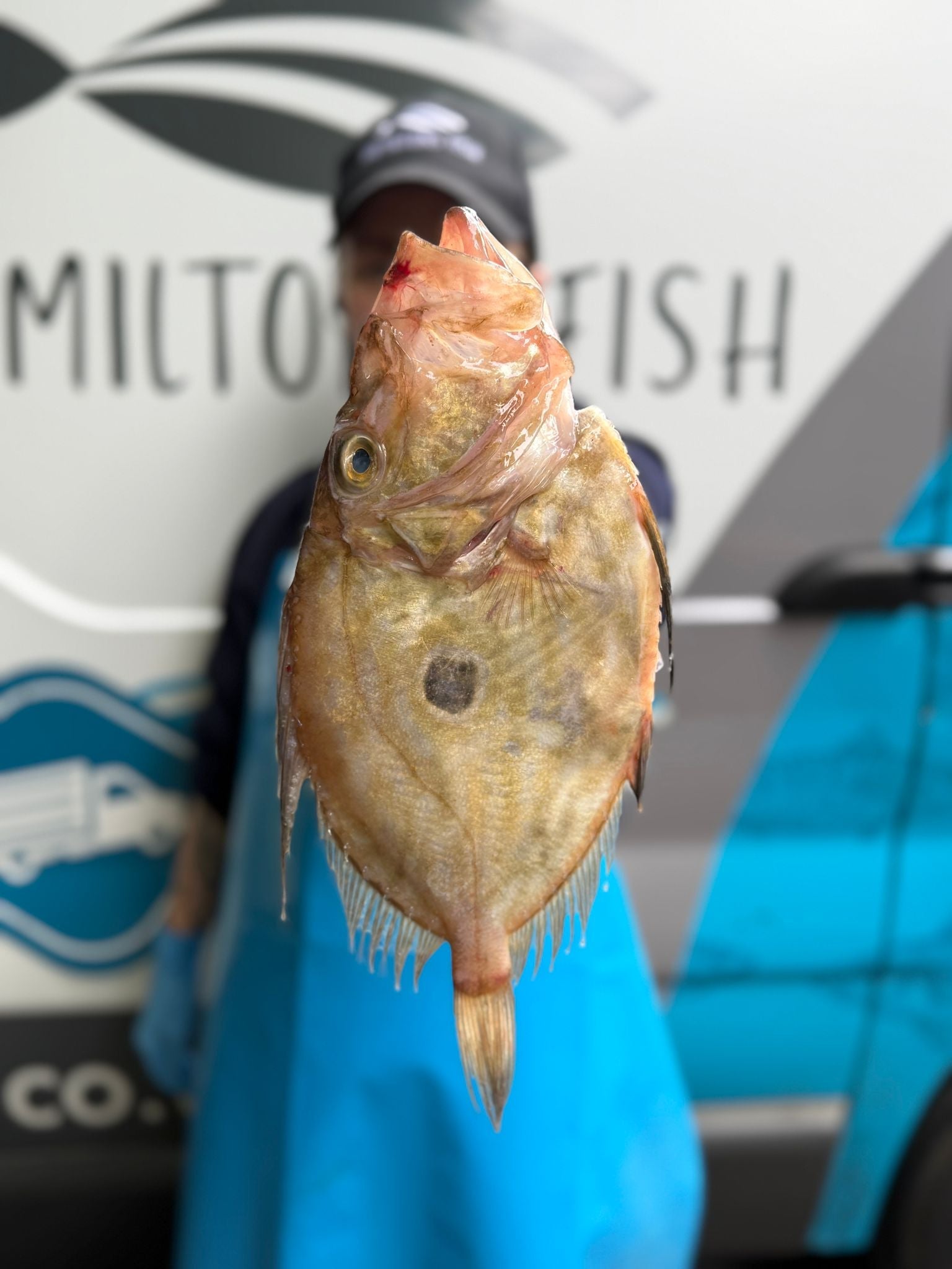 Fresh Wild John Dory on a slate background, from Hamiltons Fish