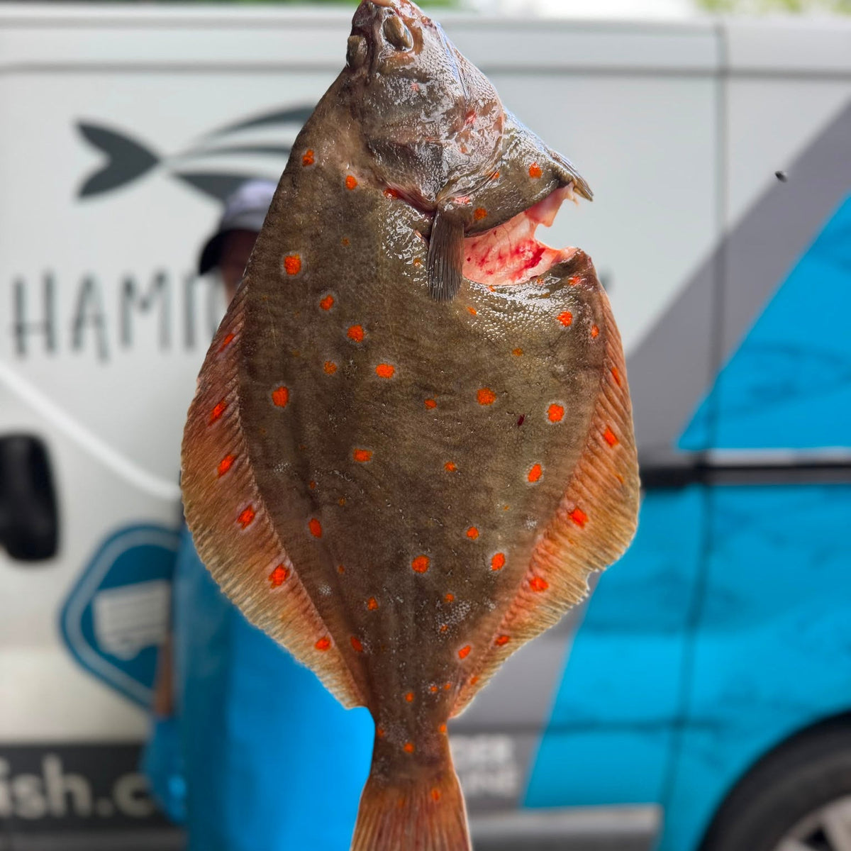 Fresh Wild Plaice on a slate background, from Hamiltons Fish