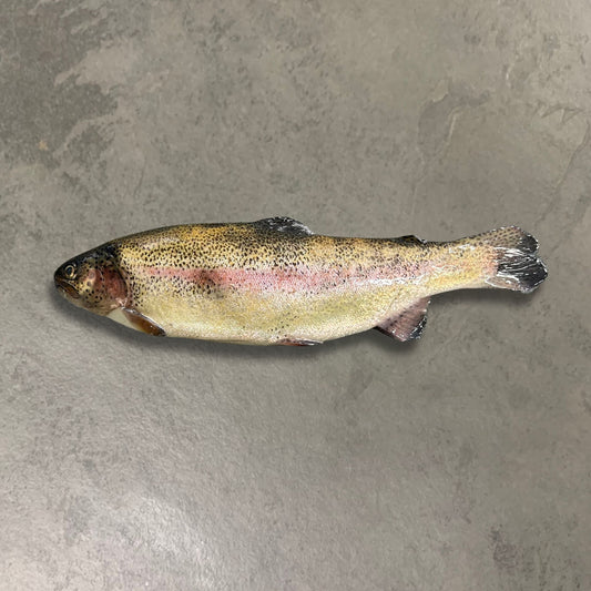 Rainbow Trout on a slate background, from Hamiltons Fish