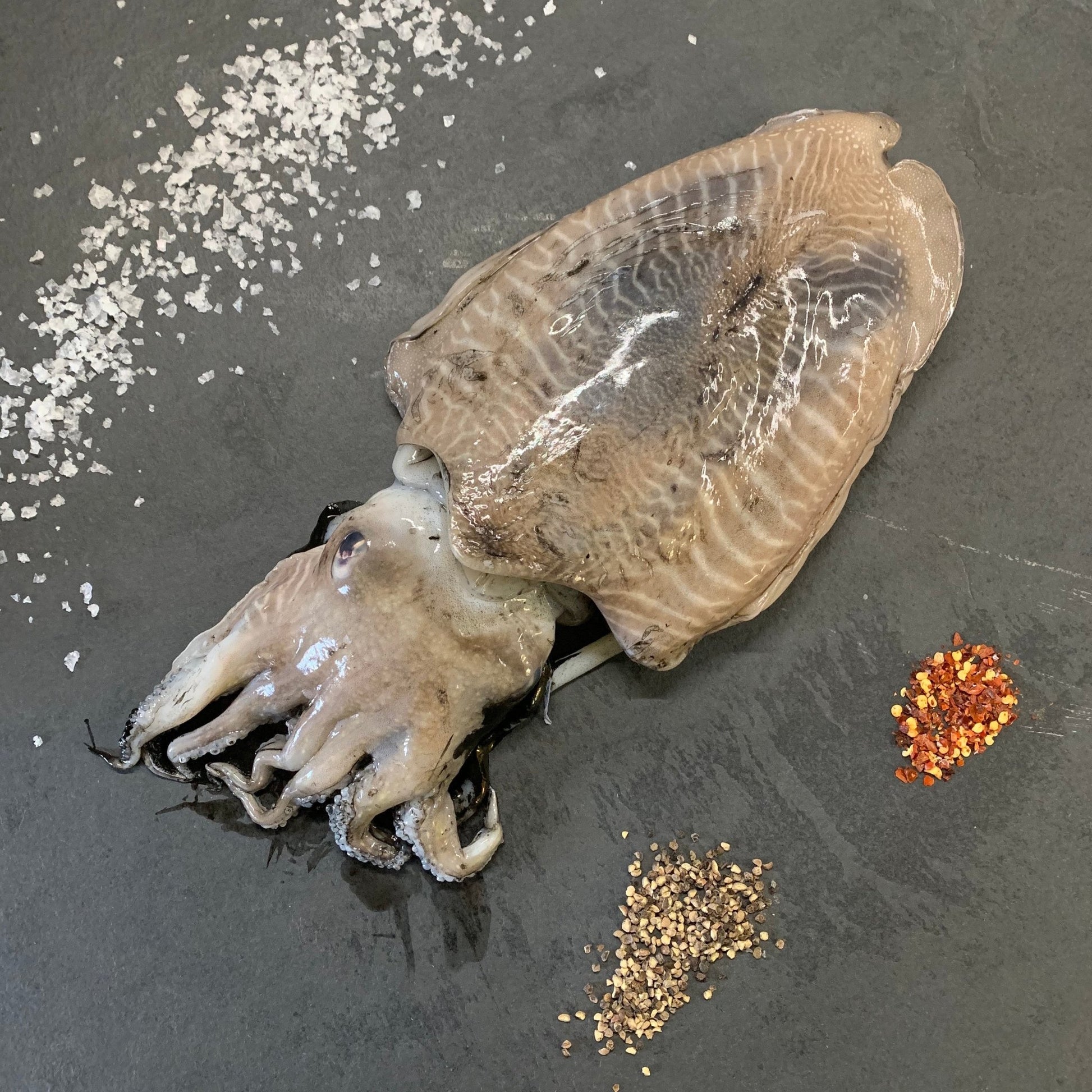 Wild Cuttlefish on a slate background, from Hamiltons Fish