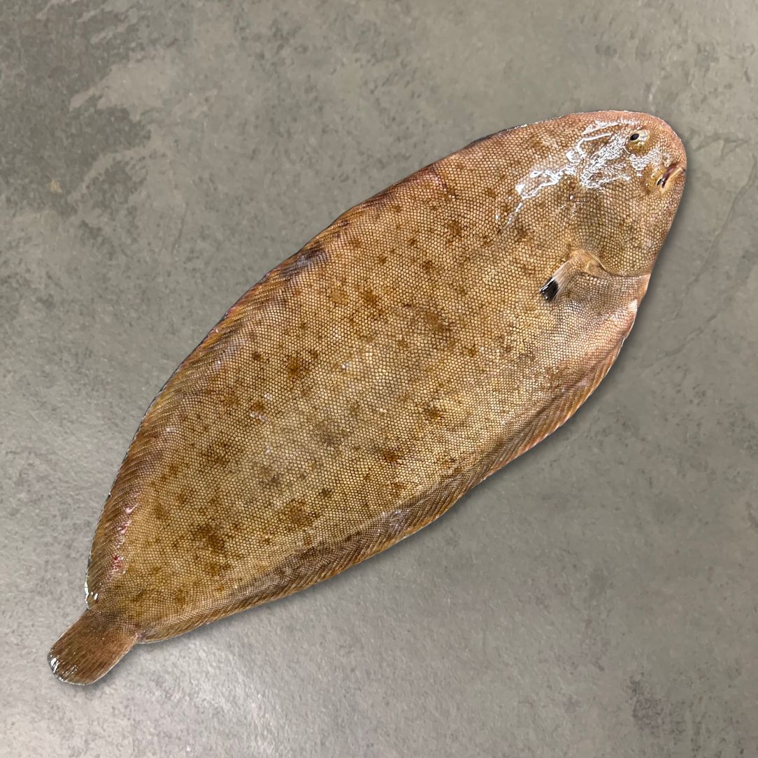 Wild Dover Sole on a slate background, from Hamiltons Fish