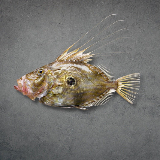 Wild John Dory on a slate background, from Hamiltons Fish