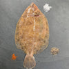 Fresh Wild Lemon Sole