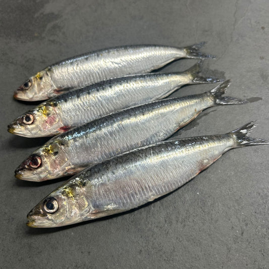 Wild Sardines on a slate background, from Hamiltons Fish
